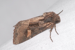 Trigonophora crassicornis