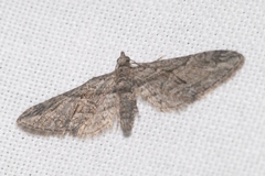 Eupithecia oxycedrata