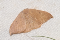 Watsonalla uncinula