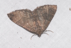 Larentia malvata