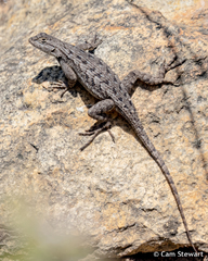 Sceloporus occidentalis