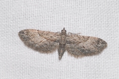 Eupithecia oxycedrata