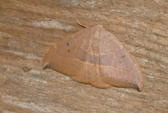 Watsonalla uncinula