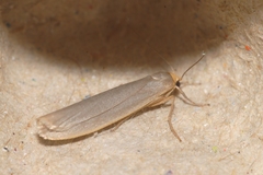 Eilema caniola
