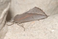 Compsoptera opacaria