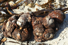 Pyura stolonifera