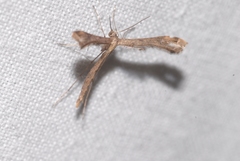 Stenoptilodes taprobanes