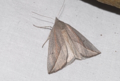 Compsoptera opacaria