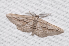 Ecleora solieraria