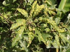 Abacarus eminens