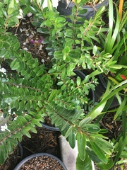 Veronica diosmifolia