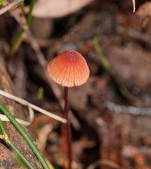 Mycena toyerlaricola