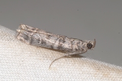 Dioryctria mendacella