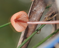 Mycena toyerlaricola