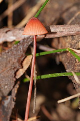 Mycena toyerlaricola