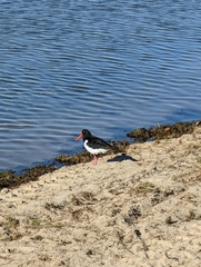 Haematopus longirostris