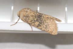 Polymixis argillaceago