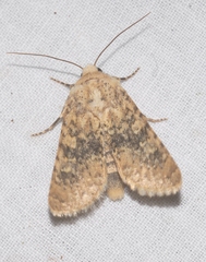 Polymixis argillaceago