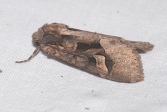 Trigonophora crassicornis