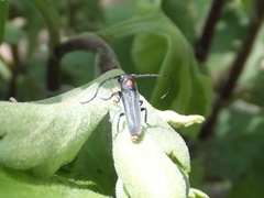 Phytoecia rufiventris