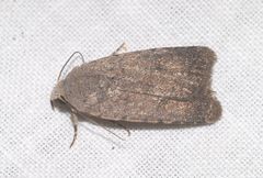 Caradrina flavirena