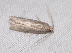 Ditula joannisiana