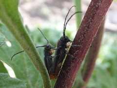Phytoecia rufiventris