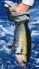 Thunnus atlanticus