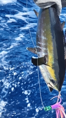Thunnus atlanticus