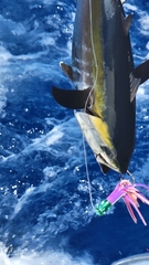 Thunnus atlanticus