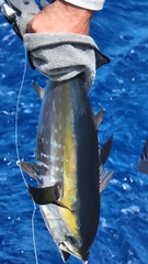 Thunnus atlanticus