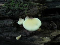 Hohenbuehelia angustata