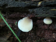 Hohenbuehelia angustata