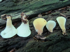Hohenbuehelia angustata