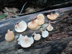 Hohenbuehelia angustata