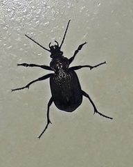 Calosoma alternans