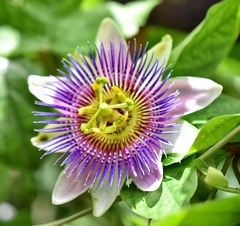 Passiflora alata × caerulea