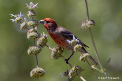 Haemorhous mexicanus