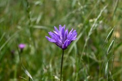 Dichelostemma congestum