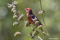 Haemorhous mexicanus