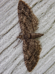 Eupithecia columbiata