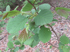 Alnus hirsuta
