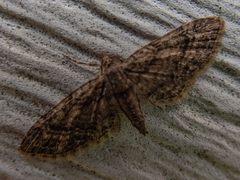 Eupithecia columbiata