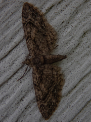 Eupithecia columbiata