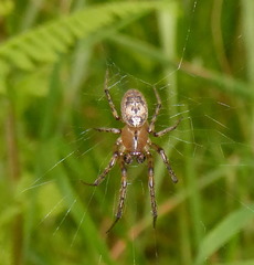Zygiella montana