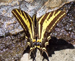 Papilio pilumnus