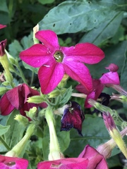 Nicotiana × sanderi