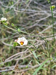 Sida linifolia