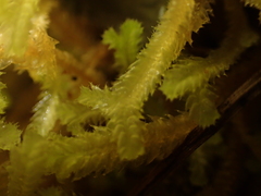 Cryptolophocolea mitteniana