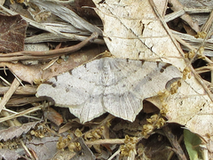 Macaria shanghaisaria